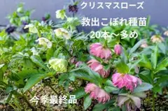 ④クリスマスローズ　救出こぼれ種苗　発芽苗20本〜 今季最終品ネコポス発送のサムネイル