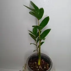 Yumi様 リクエスト 3点 まとめ商品