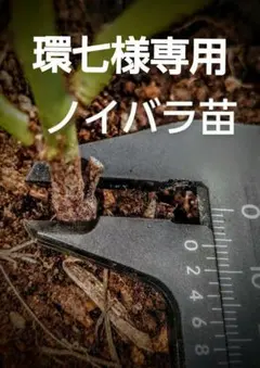 2026年最新】バラ台木の人気アイテム - メルカリ