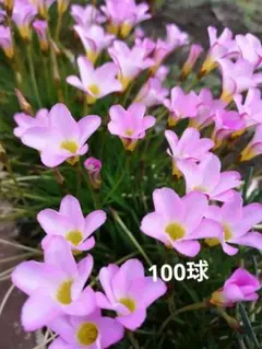 オキザリス　100球 　①のサムネイル