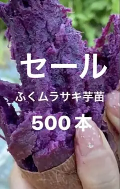 ふくむらさき紫芋苗500本送料込み - メルカリ
