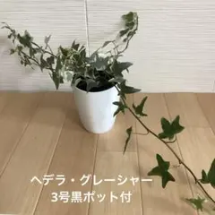 観葉植物　ヘデラ・グレーシャー　3号黒ポット付のサムネイル
