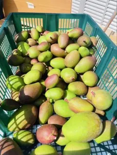 宮崎県産ブルーマンゴー【10kg】100g前後多め⭐︎ - メルカリ