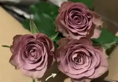 ご購入前にコメントお願いいたします 切り花品種 バラ 苗 a2750 - メルカリ