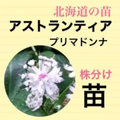 roroco11様 リクエスト 2点 まとめ商品