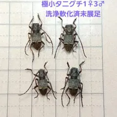 2025年最新】カミキリムシ 標本の人気アイテム - メルカリ