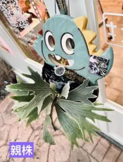 フィリカ プベッセンス ハイドラ オージープランツ 観葉植物 - メルカリ