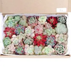 52.多肉植物　カット苗　詰め合わせ　ミニ苗セット　韓国苗