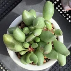 2025年最新】アドロミスクスの人気アイテム - メルカリ