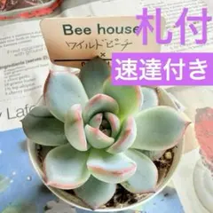 多肉植物　希少　サクラサク（Beehouseさん苗）札、鉢付き 2026年最新】beehouse 多肉の人気アイテム - メルカリ