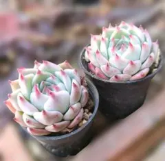 Masato Asaka様 リクエスト 2点 まとめ商品