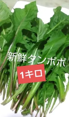 chunacote様 リクエスト 2点 まとめ商品