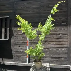 ◇常緑ヤマボウシ◇月光◇‼️花芽いっぱい‼️◇シンボルツリー◇ 東北