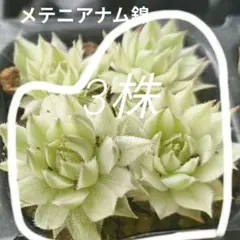 2026年最新】多肉植物 メッテニーの人気アイテム - メルカリ