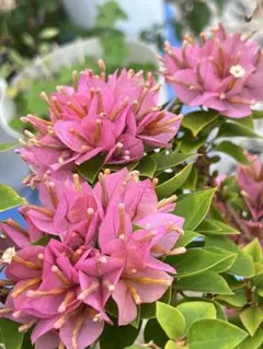 2025年最新】ブーゲンビリア 苗の人気アイテム - メルカリ