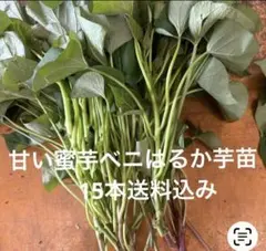 千葉県産シルクスイート芋苗15本送料込み - メルカリ