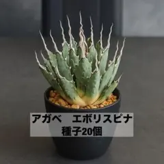 2025年最新】エボリスピナ 種子の人気アイテム - メルカリ