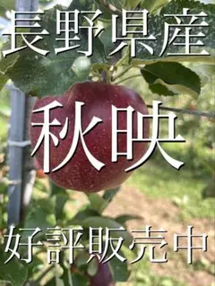【まや様専用】長野県産　秋映りんご　5キロ箱　送料込み