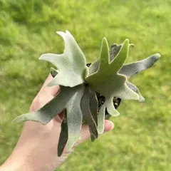 メルカリ便！P. willinckii ’Bacteria’ spore1705 Yahoo!オークション - P. willinckii 'Bacteria' spore grown