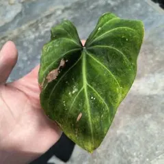 Anthurium AOS✖️RVDP斑入り - メルカリ