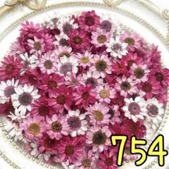 드라이 플라워 ♡ 스타 플라워 블라썸 ♡ 754 거베라 ♡