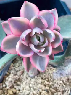 エケベリア パープルバタフライ錦斑入り選抜カット苗 50個セット 多肉植物 エケベリア パープルバタフライ錦 7.5cmポット苗 : ハニー