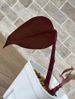 2026年最新】パーシモンプリンセスの人気アイテム - メルカリ