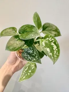 2026年最新】スキンダプサスの人気アイテム - メルカリ