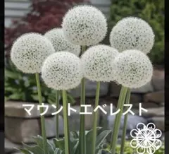 BINI様 リクエスト 2点 まとめ商品