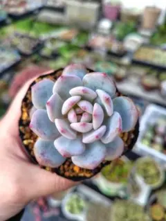 暴*坊様 多肉植物 7個 2026-1013MLJP-025 ジェイドモンロー - メルカリ