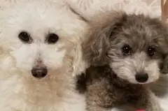 犬服♪手編み♪yume様専用です