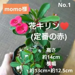 momo様 リクエスト 4点 まとめ商品