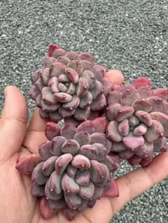 ピンクジェニー(C) 10苗セット カット苗 韓国苗 寄せ植えに！ - メルカリ