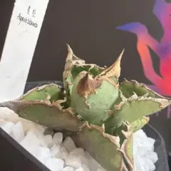 2026年最新】アガベ星空の人気アイテム - メルカリ