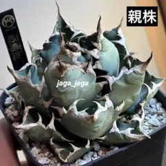 2026年最新】姫厳龍の人気アイテム - メルカリ