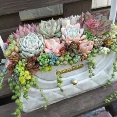 多肉植物 寄せ植え そのまま飾れる♡.*゜リース♡*°ホワイトNo.1 多肉植物 寄せ植え そのまま飾れる♡.*゜リース♡*°ホワイトNo.1