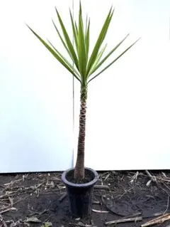 2025年最新】ユッカの人気アイテム - メルカリ