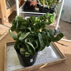 ホヤ アルゲンティアプリンセス【現品・タグ付・鉢付・メルカリ便】サクララン ホヤ アルゲンティア プリンセス【現品・タグ付・鉢付・メルカリ便