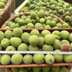 本日採りたて 無農薬 青梅5kg - メルカリ
