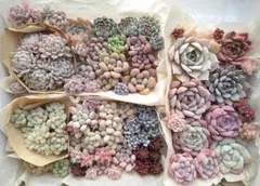 多肉植物カット苗抜き苗詰め合わせセットB