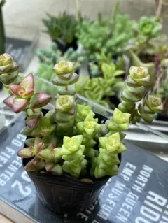 はむはむ様 リクエスト 2点 まとめ商品