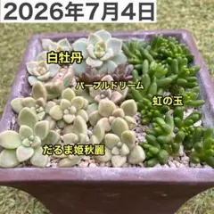 多肉植物 カット苗セット（虹の玉・だるま姫秋麗・白牡丹・パープルドリーム）のサムネイル