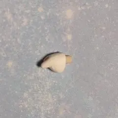 おもちもちもち様 リクエスト 2点 まとめ商品