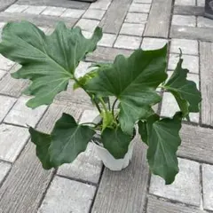 2026年最新】その他観葉植物の人気アイテム - メルカリ
