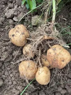 うさこ♡様専用　ニシユタカ　ラストセット