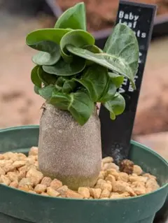 R*O様 Adenium DHA SILA 獅子葉　ドーゼットホーン塊根植物のサムネイル