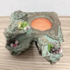 【極美展足】シリキレグモ トラップドアスパイダー タランチュラ ムカデ 極美展足】シリキレグモ トラップドアスパイダー タランチュラ ムカデ