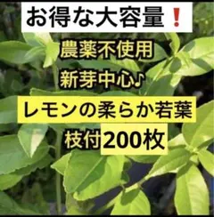 レモンリーフの種×20個（サラールベリー、種子、コノハムシやナナフシ