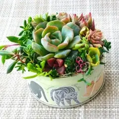 このまま飾れる！猫缶寄植えセット　エケベリア　セダムmix　多肉植物
