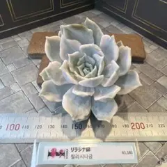 ❤️専用出品❤️リラシナ錦❤️ 葉挿しっ子抜き苗③ 2026年最新】リラシナ錦の人気アイテム - メルカリ
